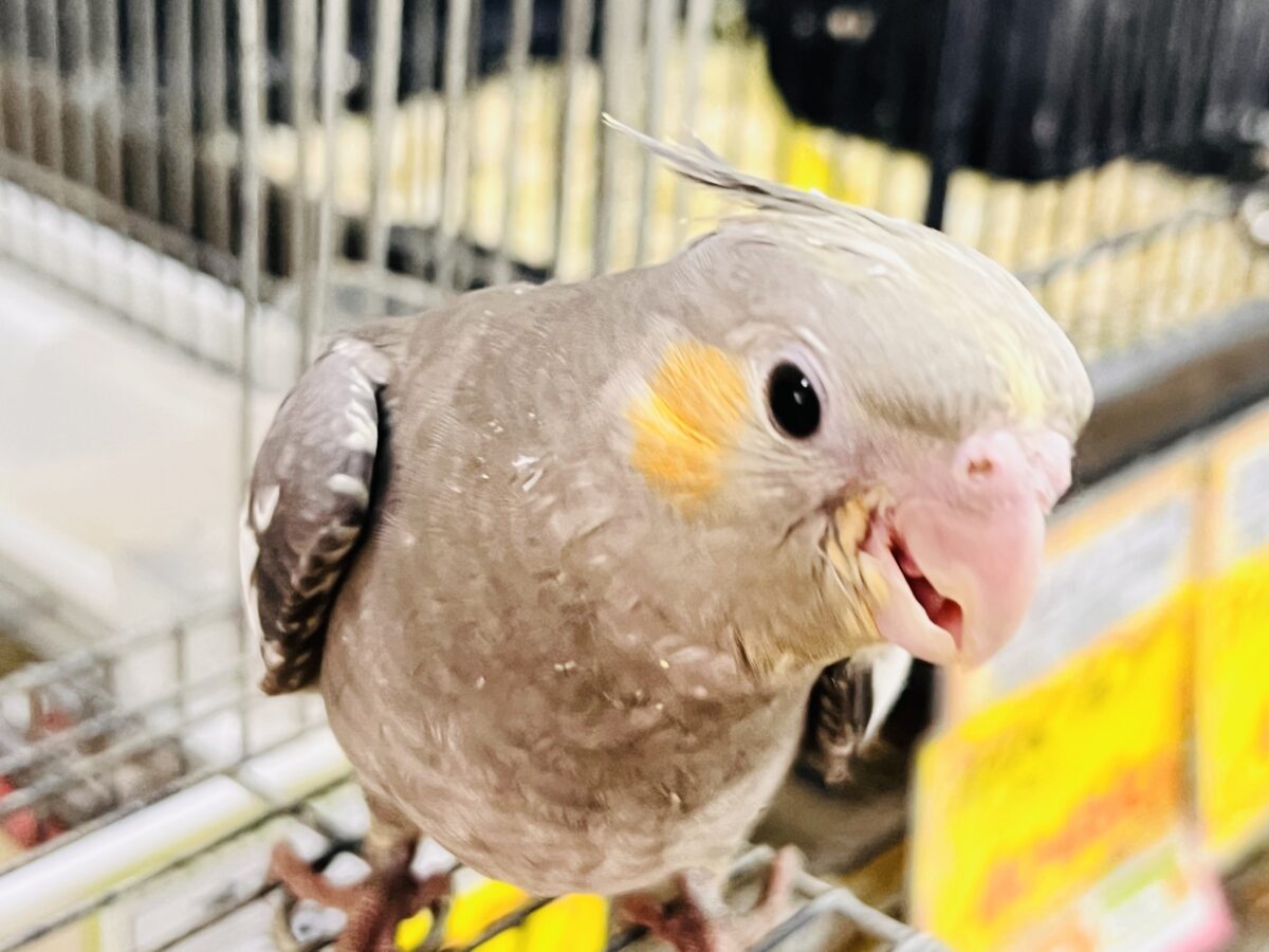 画像更新☆ジャ〜ジャ〜♪赤ちゃん鳴き炸裂🐥⸒⸒オカメインコ(ノーマル)❤️ オカメインコ
