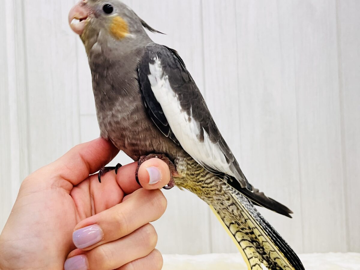 画像更新☆ジャ〜ジャ〜♪赤ちゃん鳴き炸裂🐥⸒⸒オカメインコ(ノーマル)❤️ オカメインコ