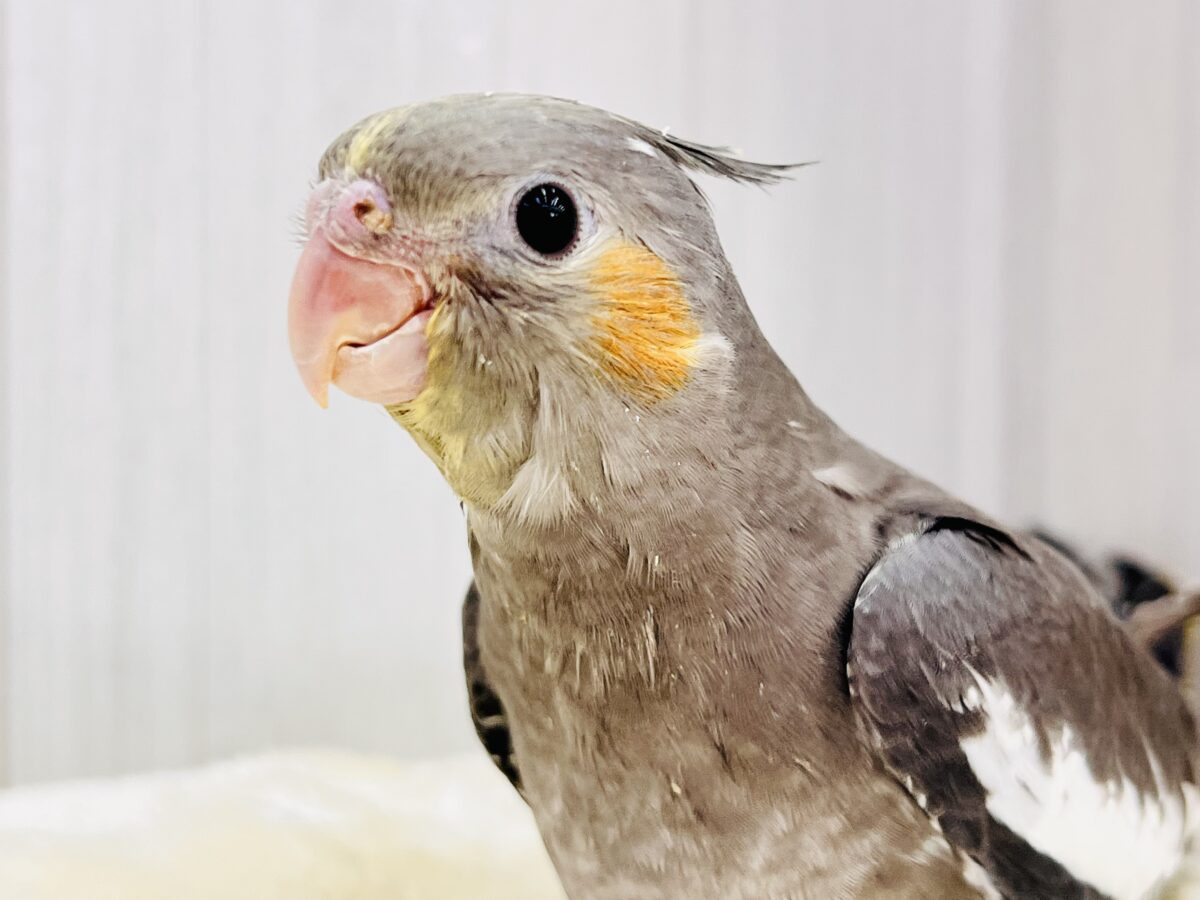 画像更新☆ジャ〜ジャ〜♪赤ちゃん鳴き炸裂🐥⸒⸒オカメインコ(ノーマル)❤️ オカメインコ