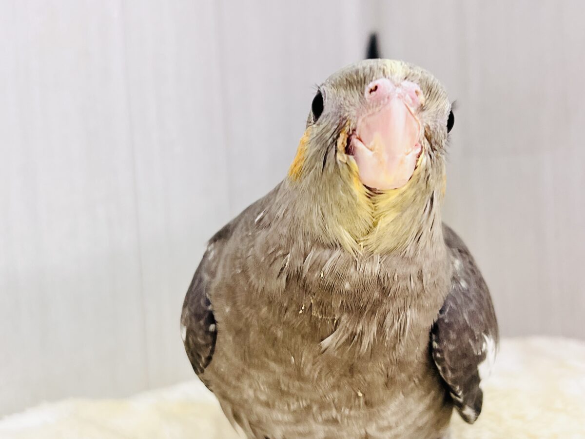 オカメインコ