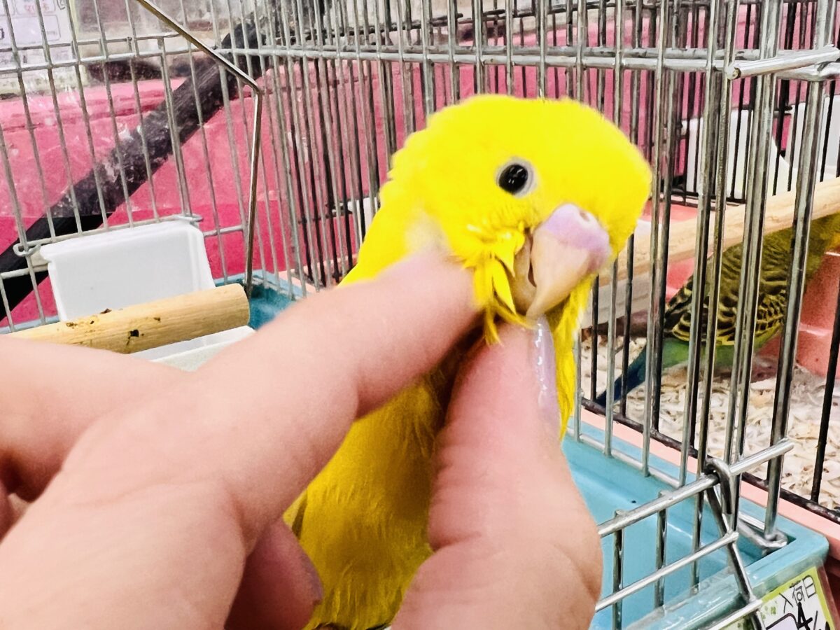 画像更新☆黒ゴマ2粒🖤💛卵焼き〜🥚セキセイインコのイエローダブルファクター☆ セキセイインコ