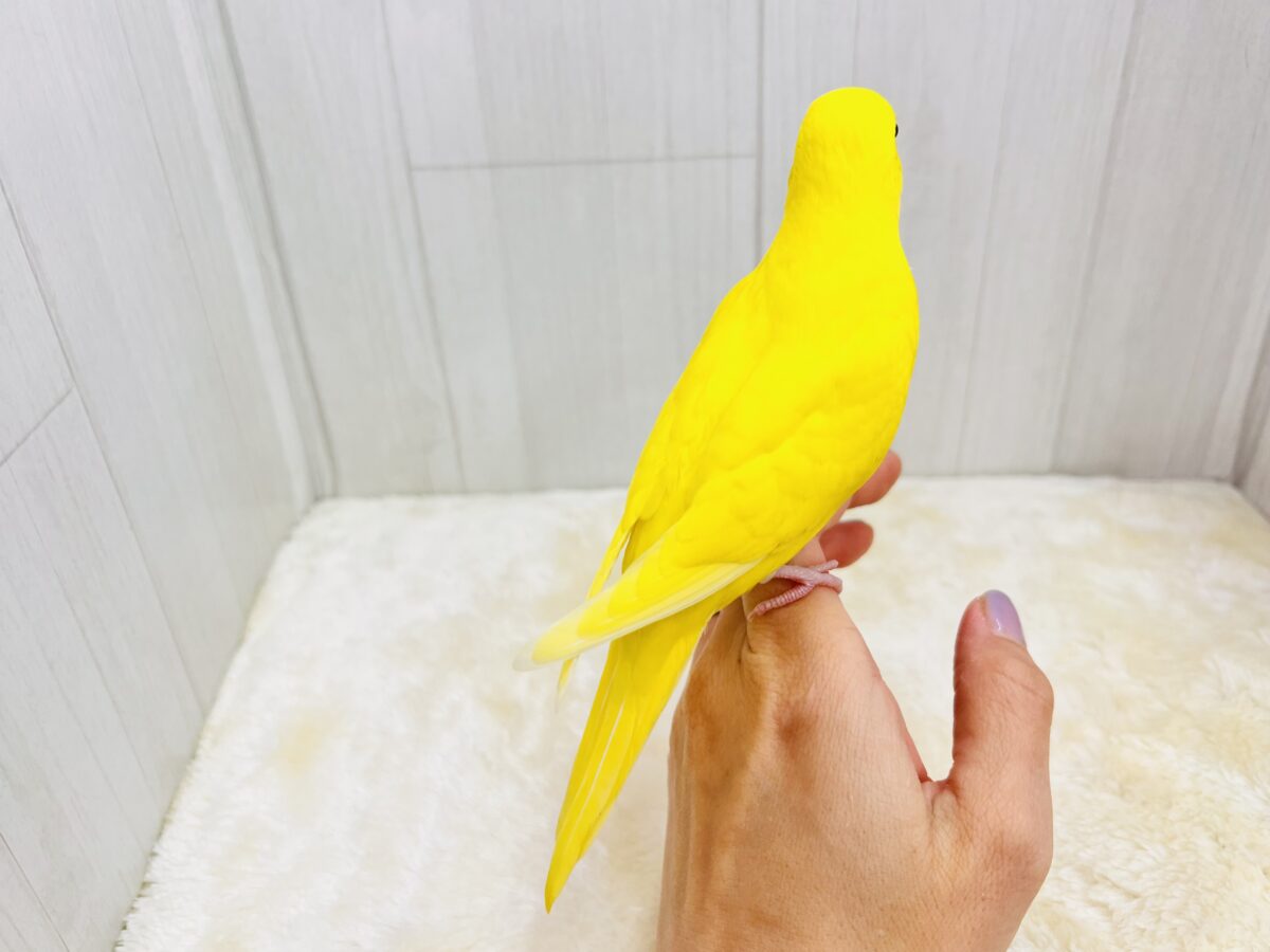 画像更新☆黒ゴマ2粒🖤💛卵焼き〜🥚セキセイインコのイエローダブルファクター☆ セキセイインコ
