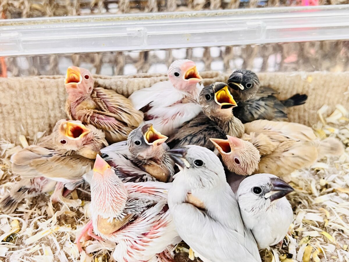 小さな妖精たち🧚✨文鳥フェア✨ 説明画像です
