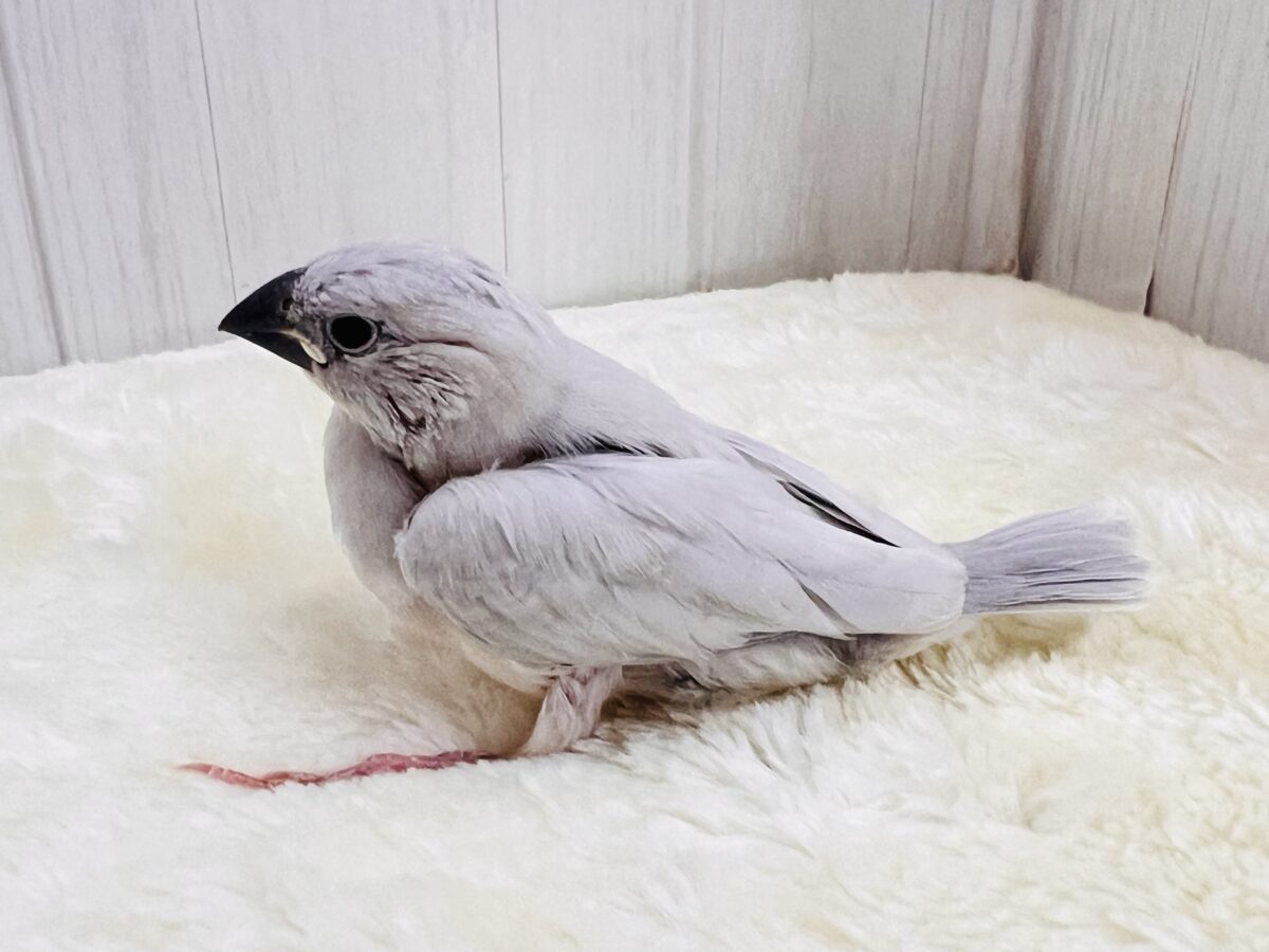 小さな妖精たち🧚✨文鳥フェア✨ 説明画像です