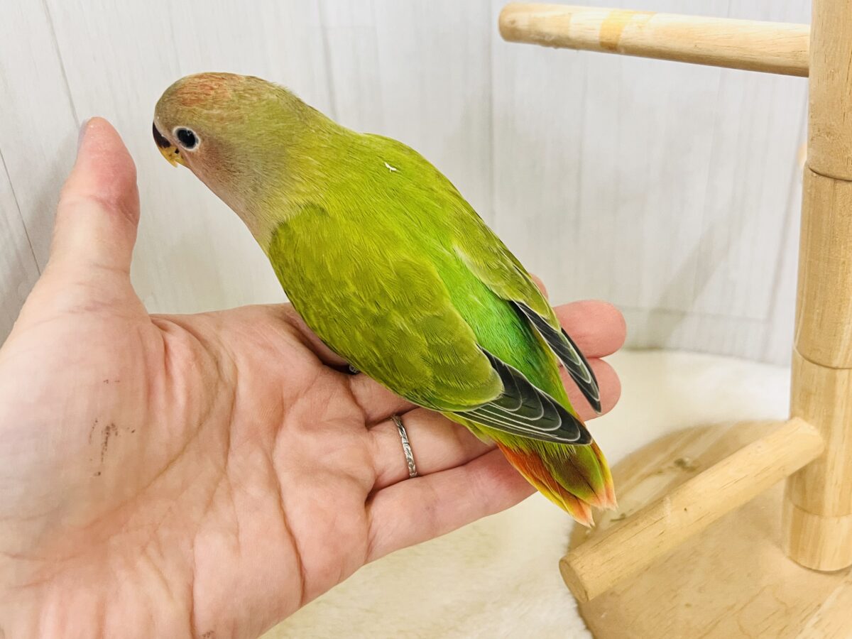 画像更新☆好き嫌いはダメよ♡真っ赤に染まるよ😍小桜インコのオパーリン ✨ コザクラインコ(小桜インコ)