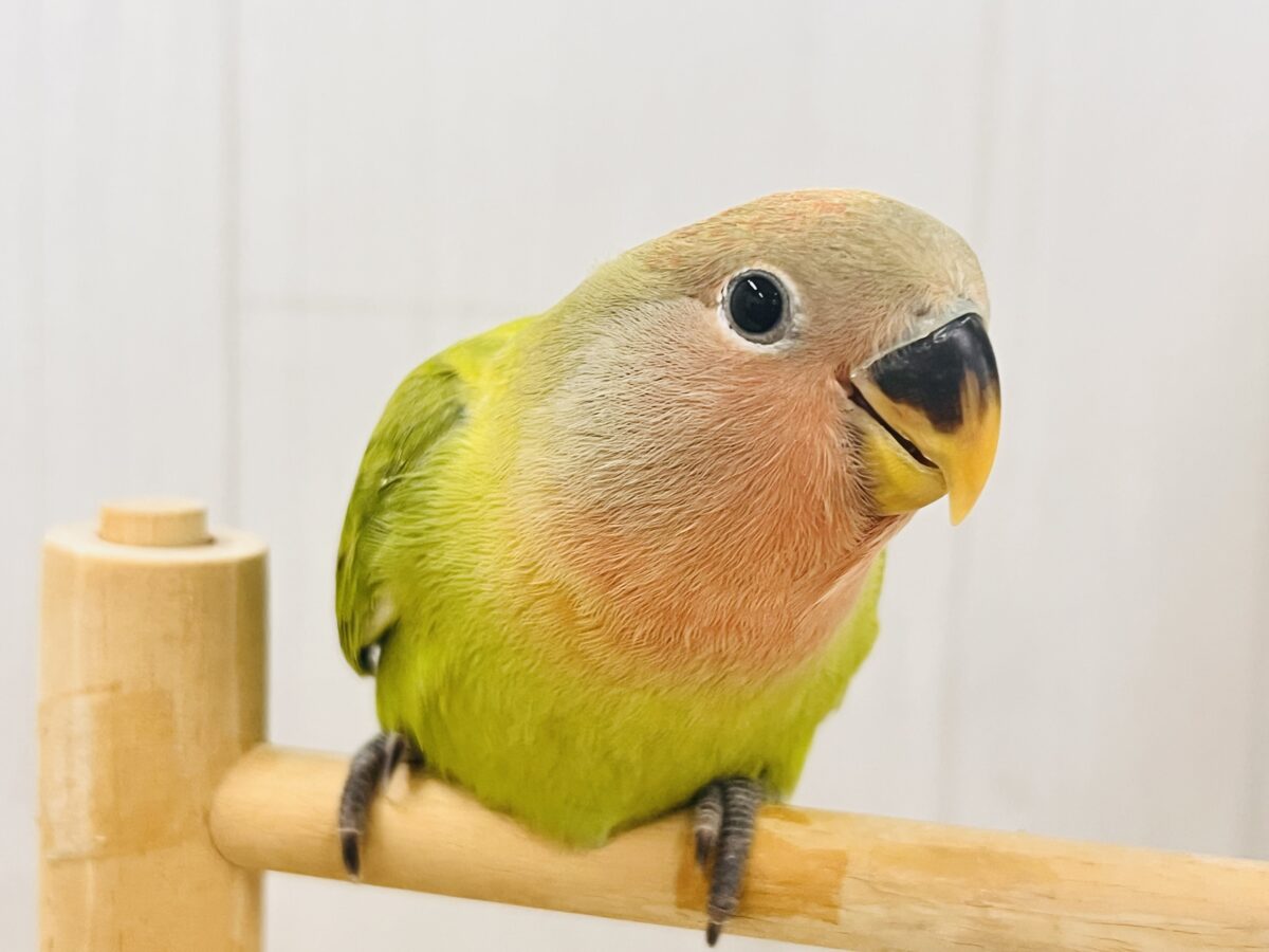 コザクラインコ（小桜インコ）