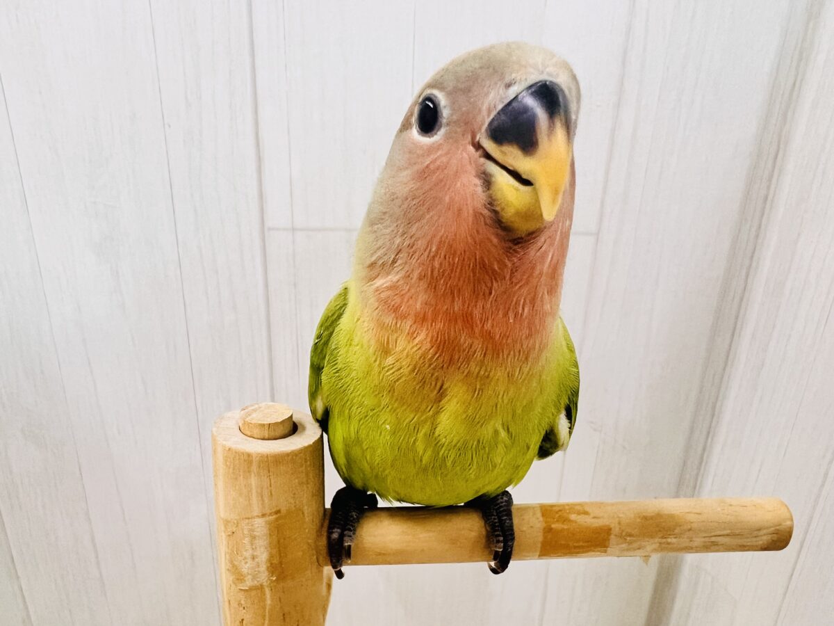 画像更新☆好き嫌いはダメよ♡真っ赤に染まるよ😍小桜インコのオパーリン ✨ コザクラインコ(小桜インコ)