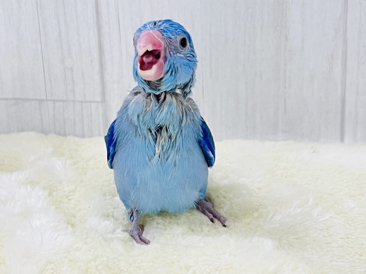 画像更新☆ちっこい!ミニミニ🎶Blue bird💙マメルリハブルーの男の子 マメルリハ