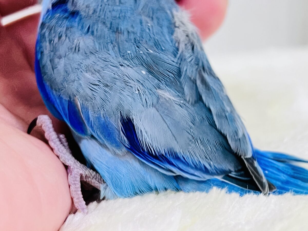 画像更新☆ちっこい!ミニミニ🎶Blue bird💙マメルリハブルーの男の子 マメルリハ