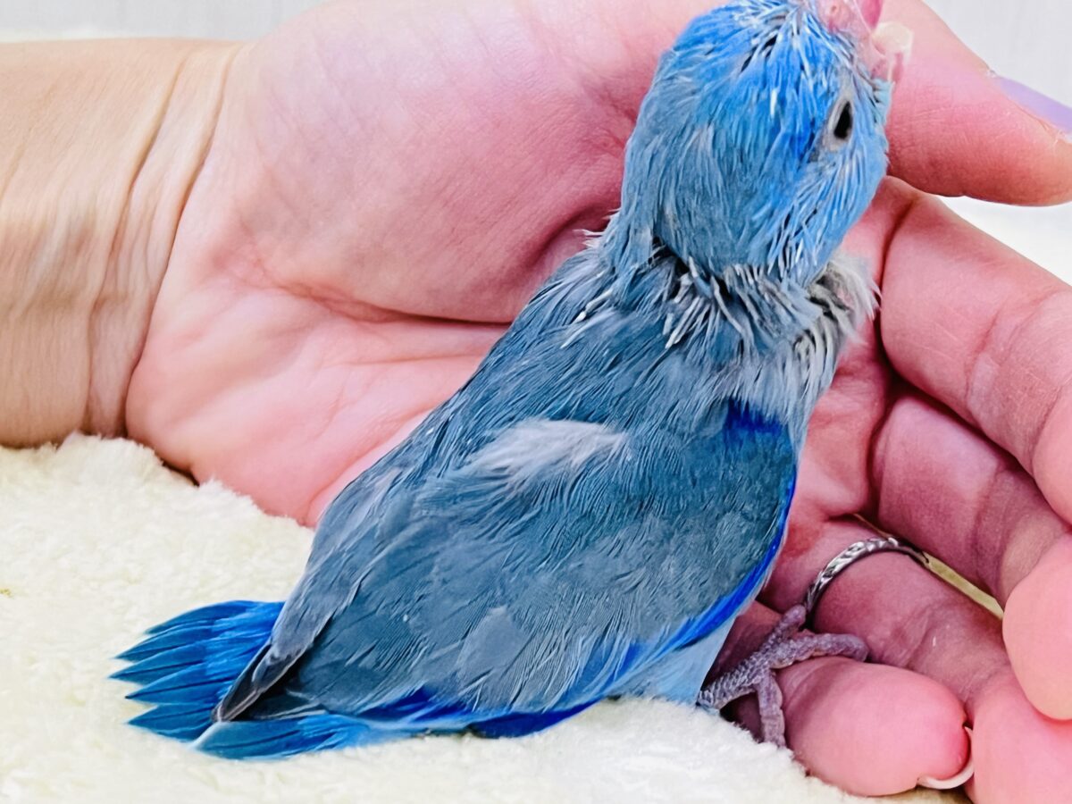 画像更新☆ちっこい!ミニミニ🎶Blue bird💙マメルリハブルーの男の子 マメルリハ
