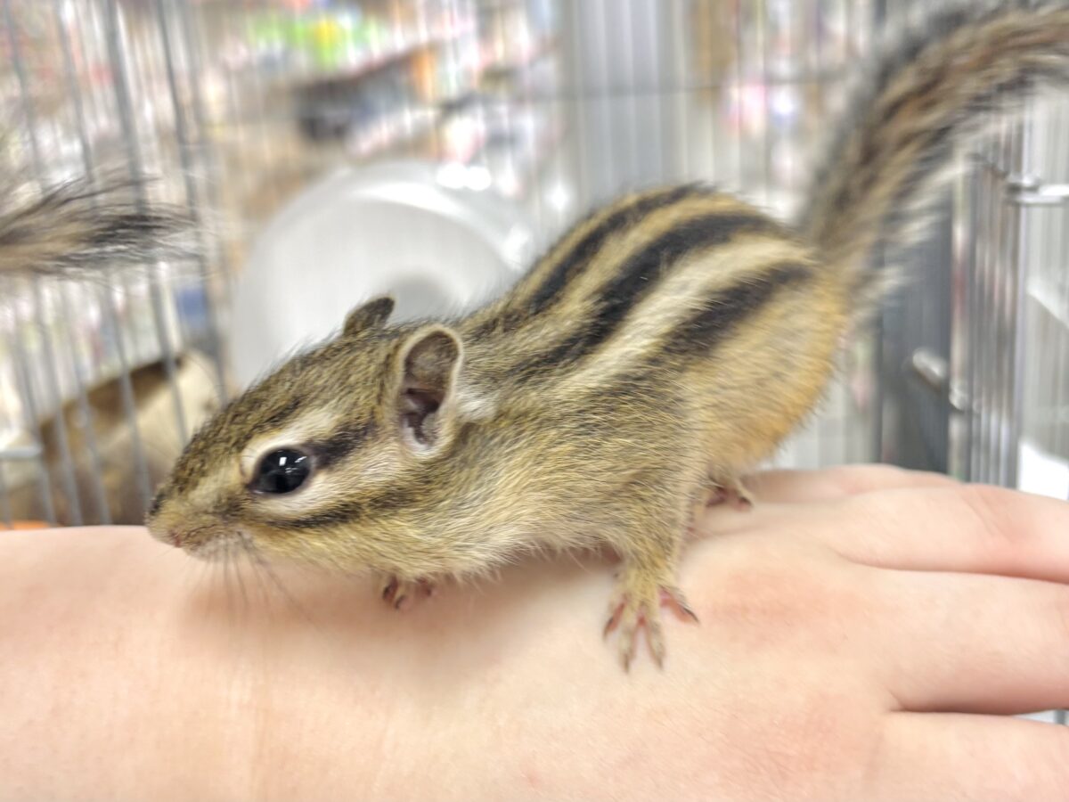 シマリス（ノーマル）