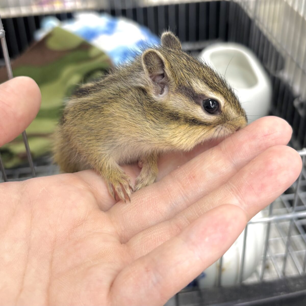 シマリス（ノーマル）