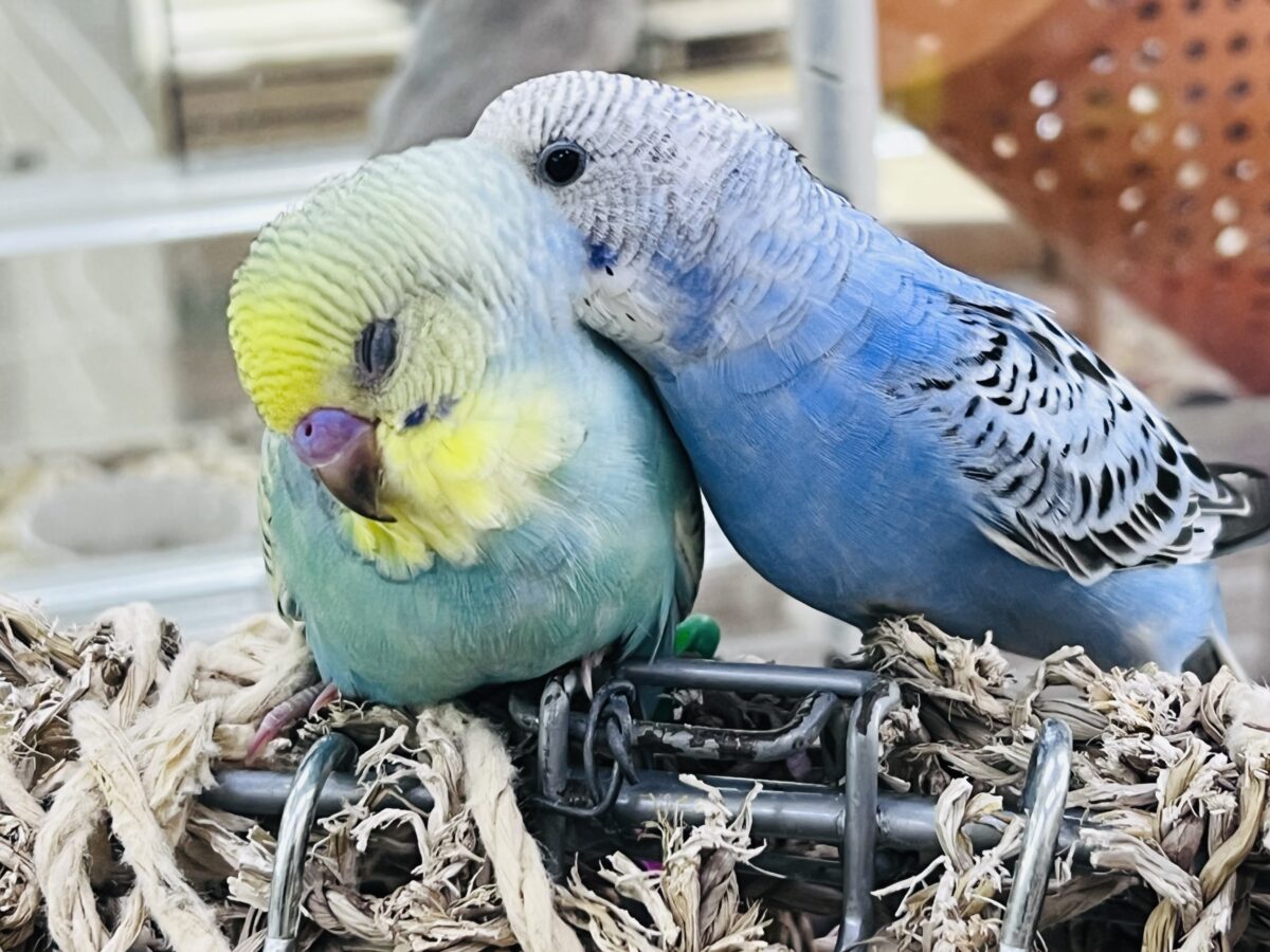 画像更新☆甘々度アップ♡くっきり濃いの❤️セキセイインコのレインボーの雛入舎です✨ セキセイインコ