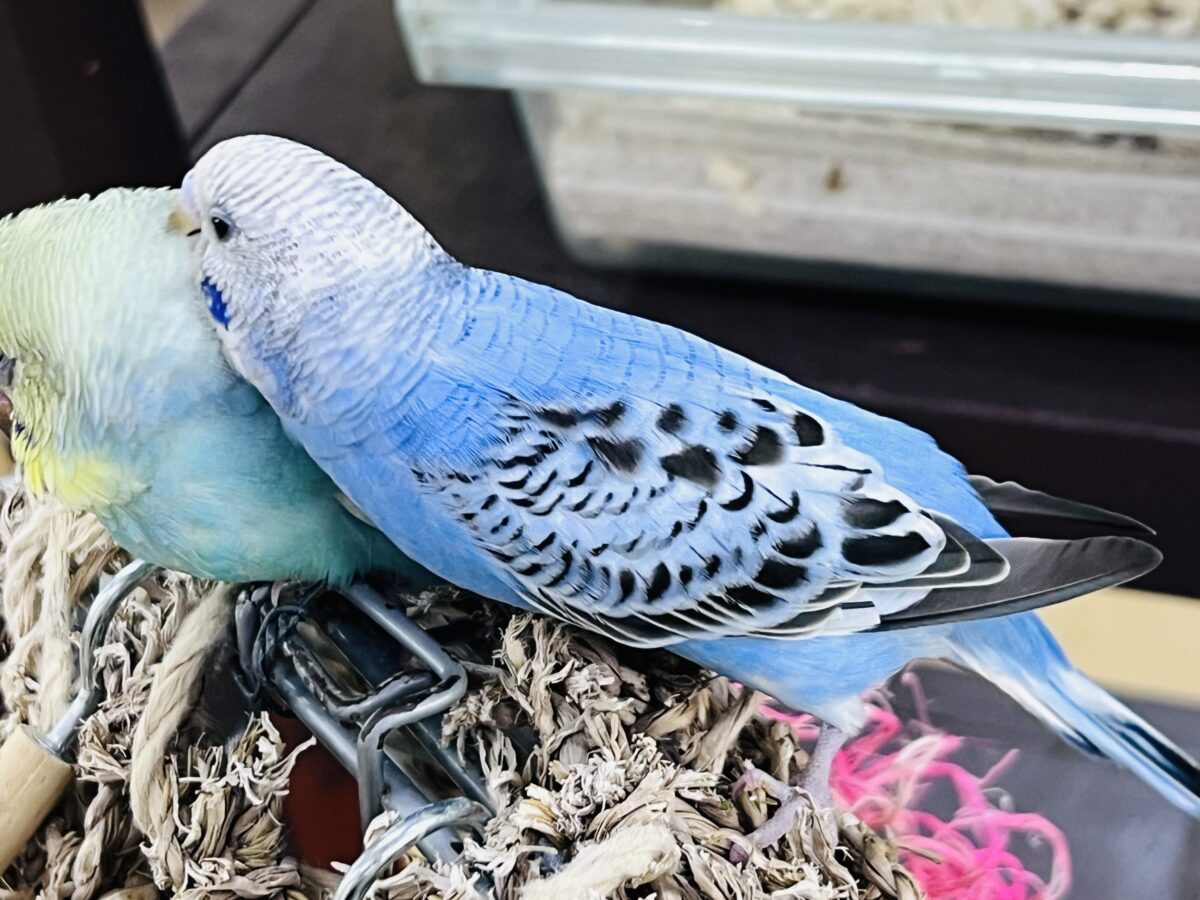 画像更新☆大人っぽさも兼ね備えたシックカラー✨セキセイインコのヒナ(ブルーオパーリン)入荷しました❤️ セキセイインコ
