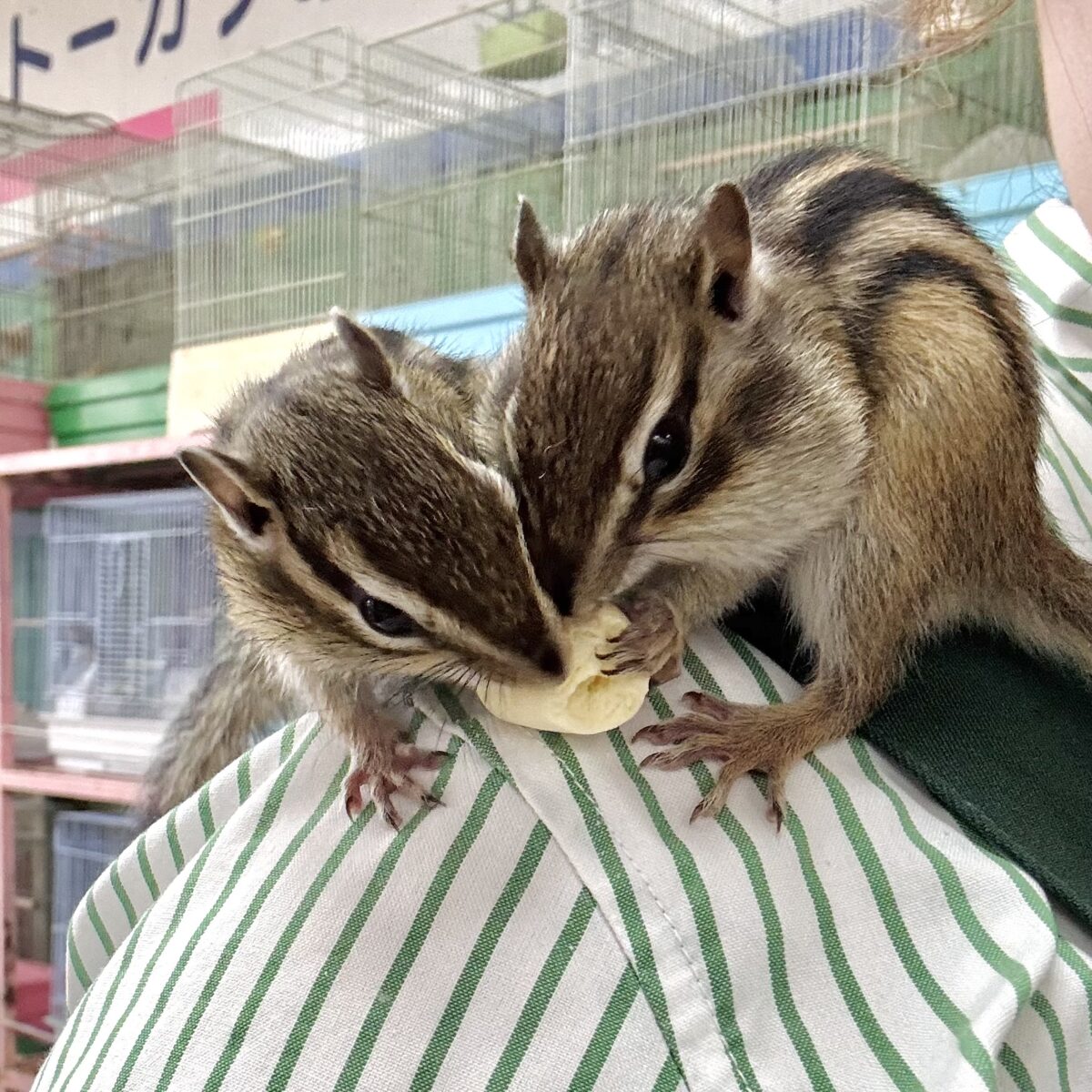 春の訪れとともにシマリスちゃん入舎です〜🐿🌸🍡🍃 シマリス(ノーマル)