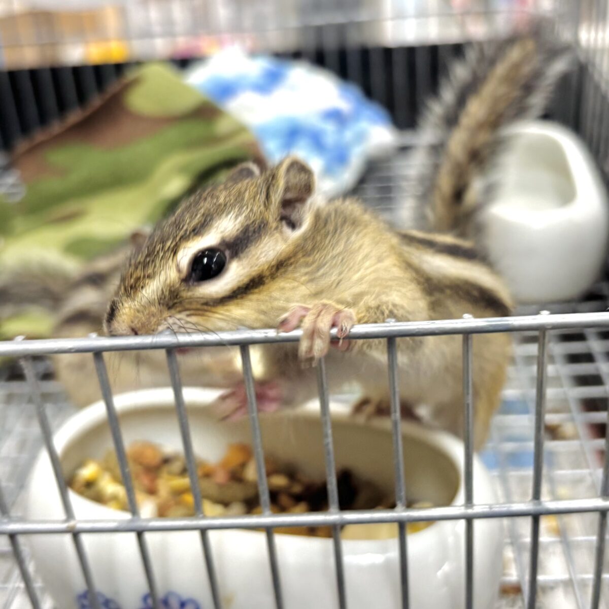春の訪れとともにシマリスちゃん入舎です〜🐿🌸🍡🍃 シマリス(ノーマル)