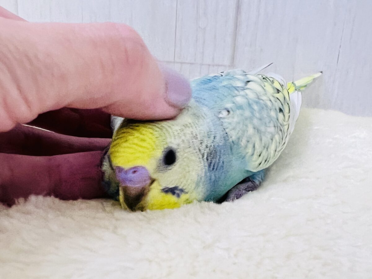 画像更新☆甘々度アップ♡くっきり濃いの❤️セキセイインコのレインボーの雛入舎です✨ セキセイインコ