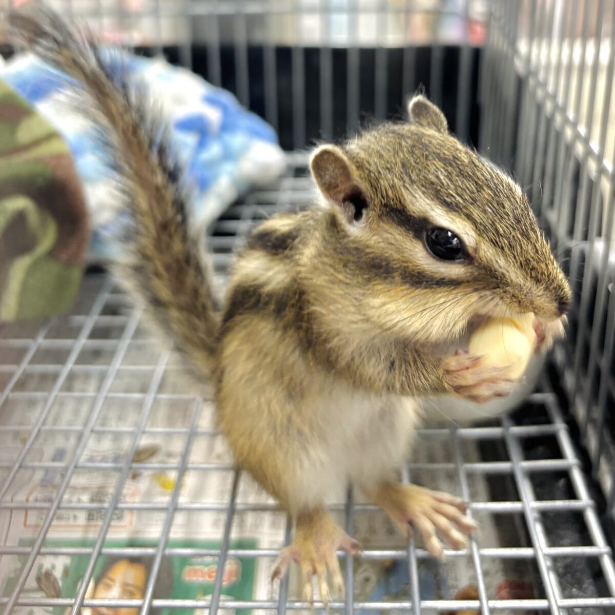 シマリス（ノーマル）