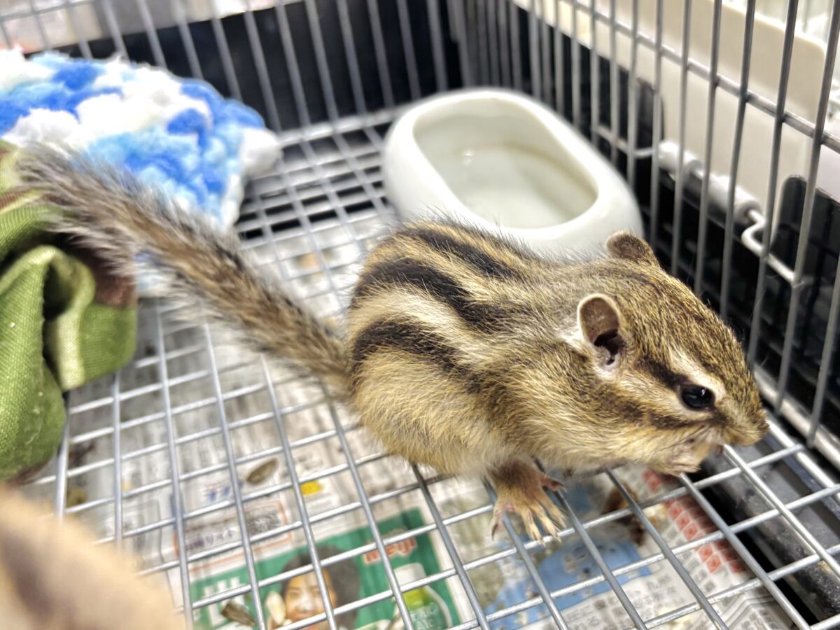 シマリス（ノーマル）