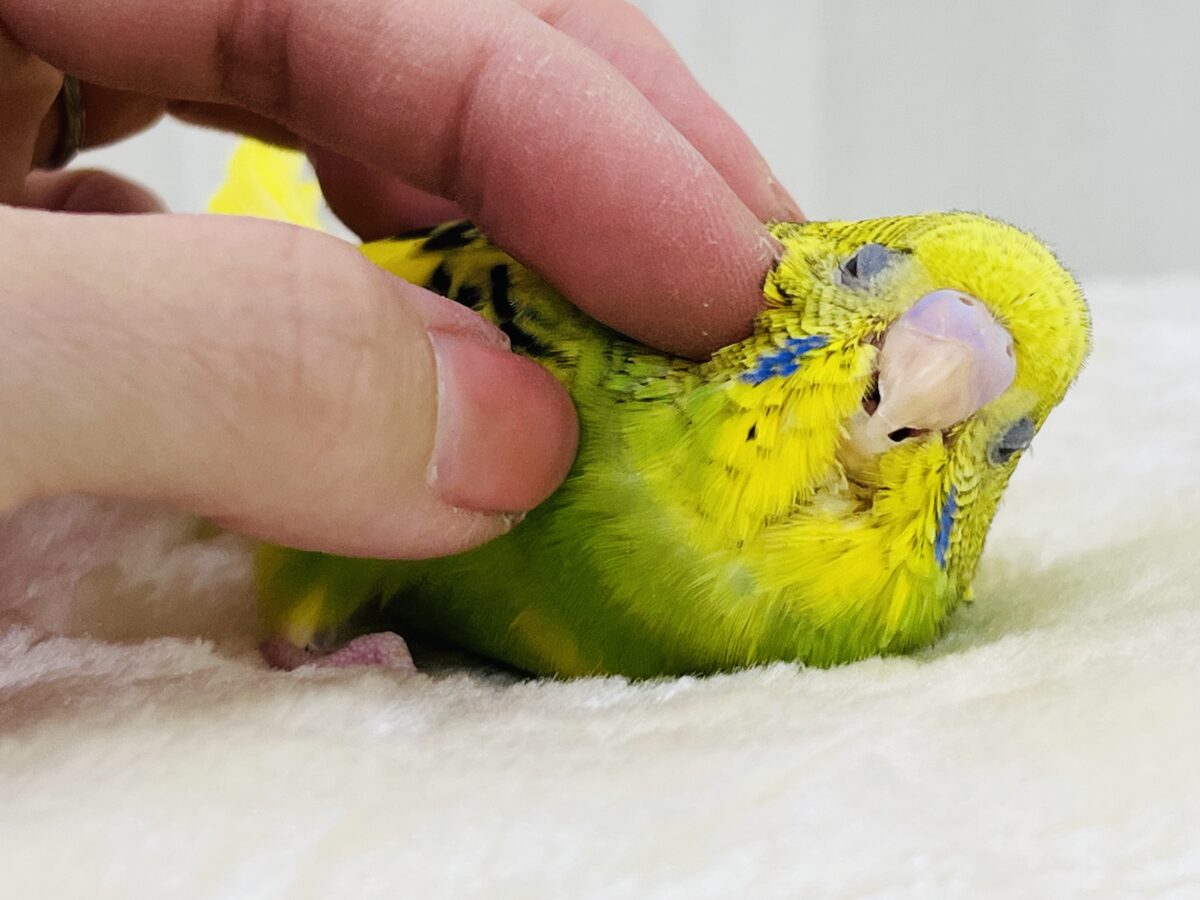 画像更新☆キャピキャピ💓おちびさん✨セキセイインコのヒナ(グリーンパイド)入荷しました❤️ セキセイインコ
