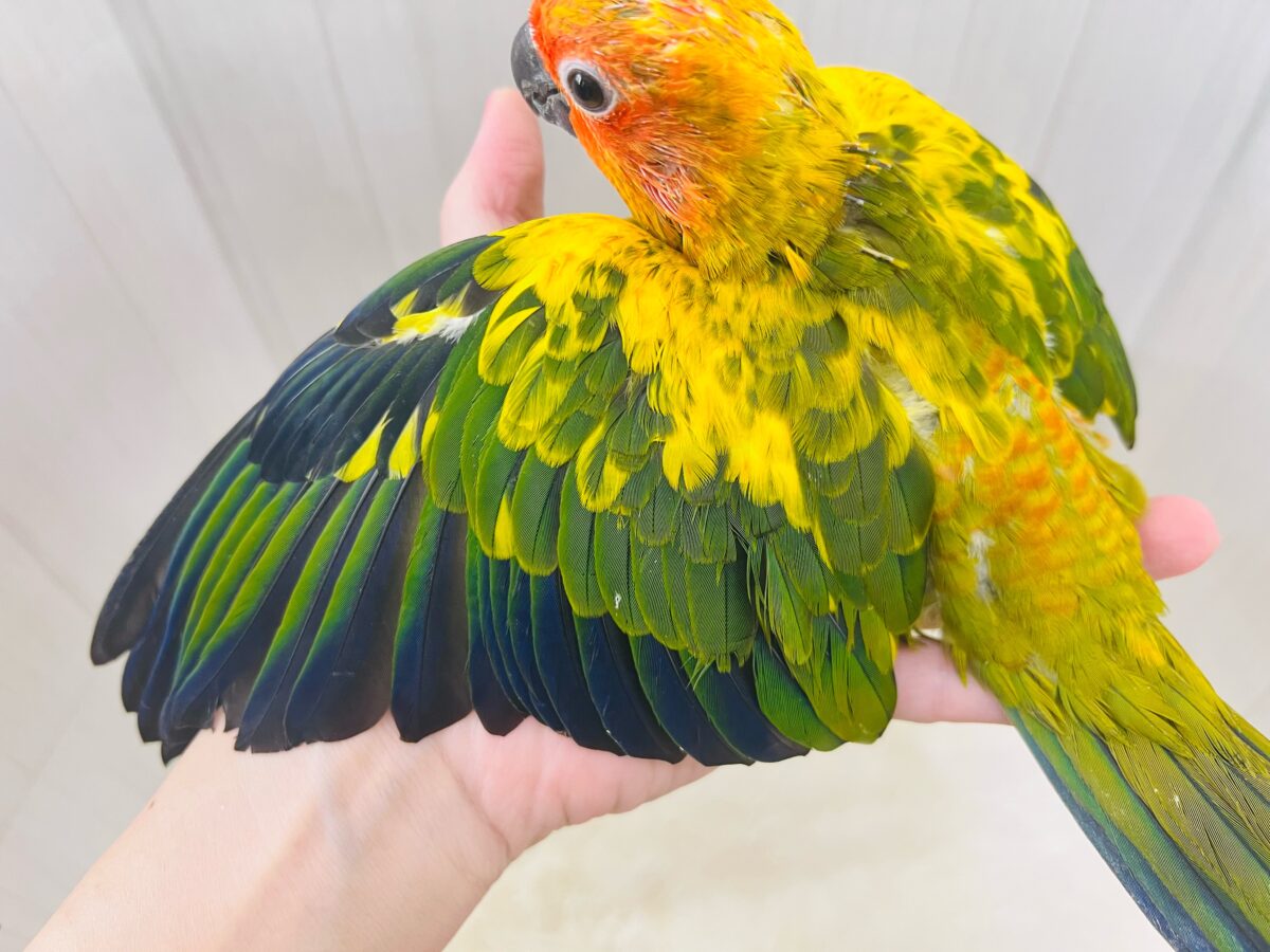 最新動画&画像更新✨久しぶりでテンション上がる⤴︎⤴︎︎💕︎カラフル🌈なコガネメキシコインコのヒナ入荷しました❤️ コガネメキシコインコ