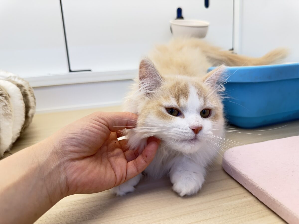 活発遊ぶの大好き💗ごろにゃ〜ごろにゃ〜が止まらない︎🐱💕︎︎甘ったれサイベリアン君入荷しました❤️ サイベリアン