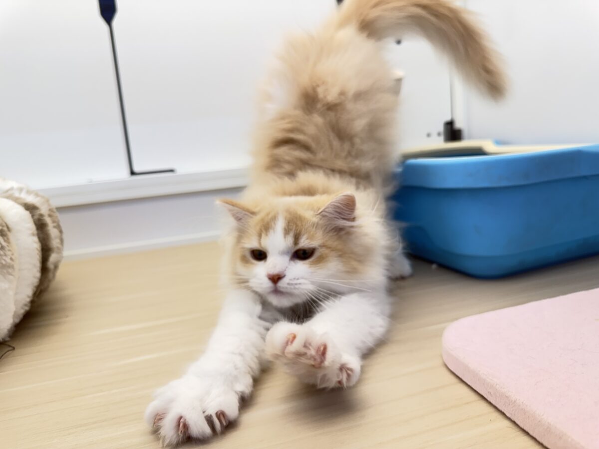 活発遊ぶの大好き💗ごろにゃ〜ごろにゃ〜が止まらない︎🐱💕︎︎甘ったれサイベリアン君入荷しました❤️ サイベリアン