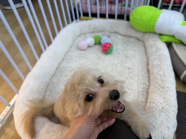 ポメプー