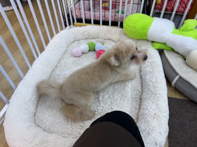 ポメプー