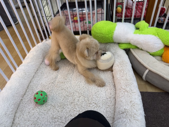 ポメプー