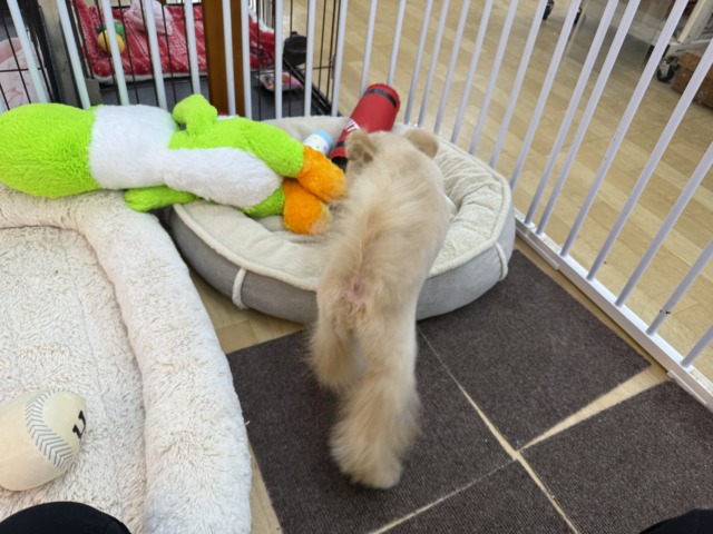 ポメプー