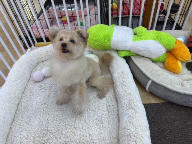 ポメプー
