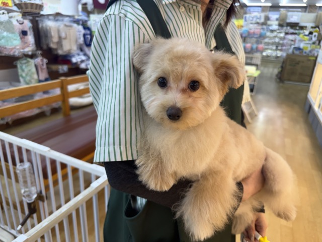 ポメプー