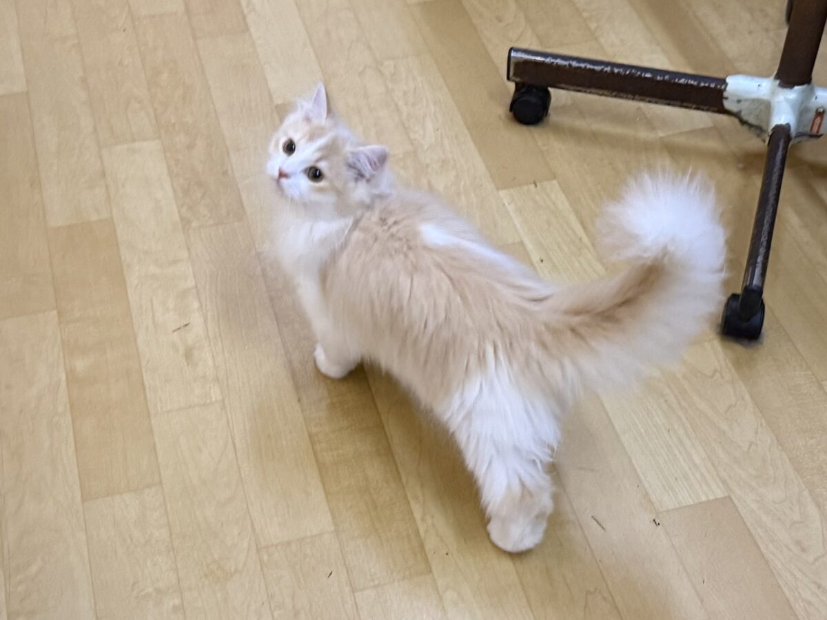 活発遊ぶの大好き💗ごろにゃ〜ごろにゃ〜が止まらない︎🐱💕︎︎甘ったれサイベリアン君入荷しました❤️ サイベリアン