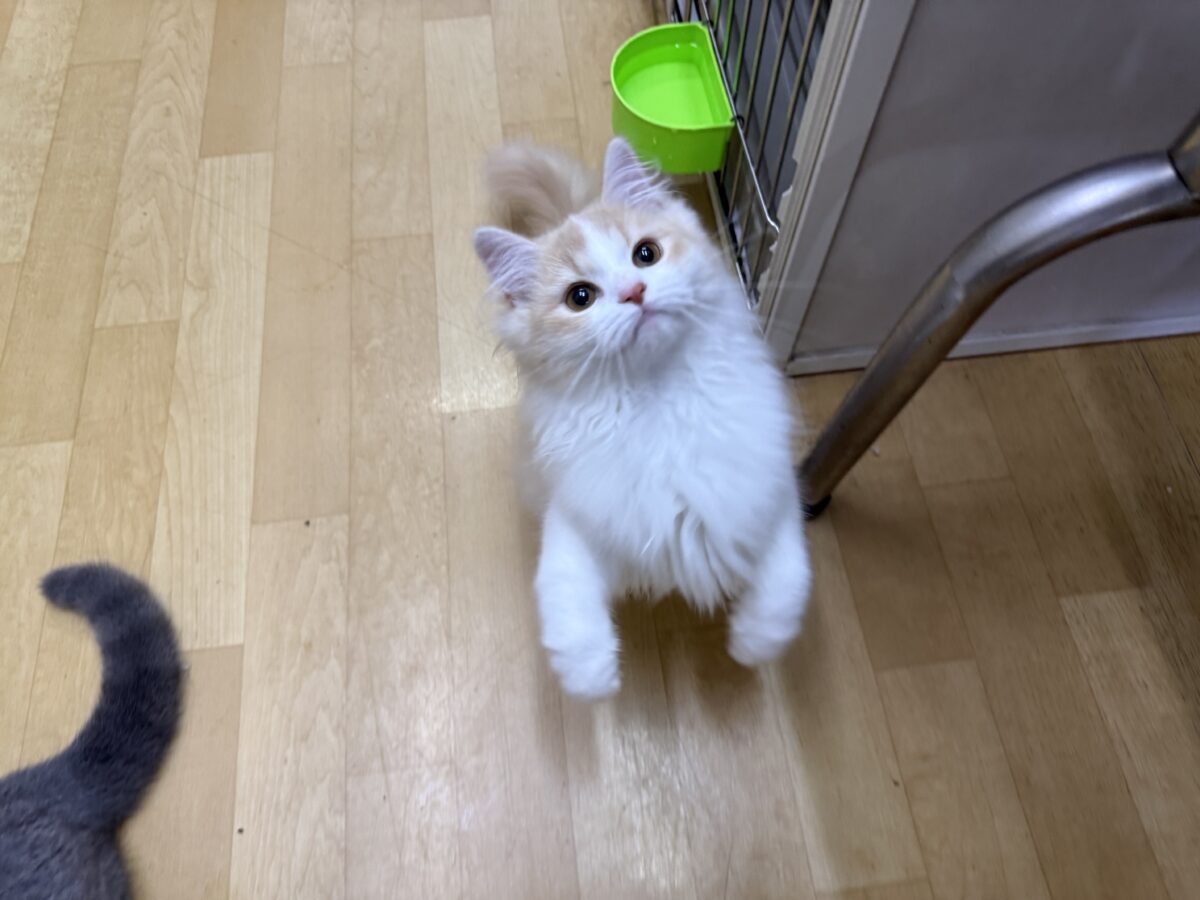 活発遊ぶの大好き💗ごろにゃ〜ごろにゃ〜が止まらない︎🐱💕︎︎甘ったれサイベリアン君入荷しました❤️ サイベリアン