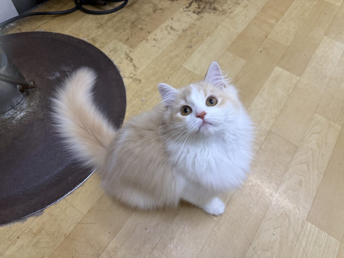 活発遊ぶの大好き💗ごろにゃ〜ごろにゃ〜が止まらない︎🐱💕︎︎甘ったれサイベリアン君入荷しました❤️ サイベリアン