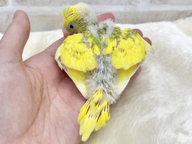 【🆙最新画像あり‼️】甘えん坊に育ちました💓💓 セキセイインコ(パイド) セキセイインコ
