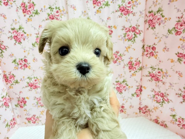 最新画像📸ハーフ犬(マルチーズ×トイプードル)女の子♪サークルデビューしました〜 マルプー