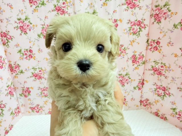 最新画像📸ハーフ犬(マルチーズ×トイプードル)女の子♪サークルデビューしました〜 マルプー