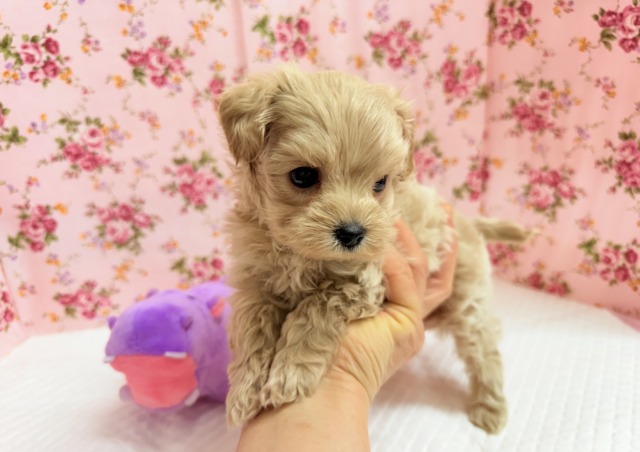 最新画像📸ハーフ犬(マルチーズ×トイプードル)女の子♪サークルデビューしました〜 マルプー