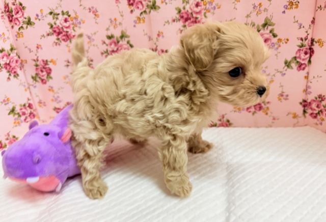 最新画像📸ハーフ犬(マルチーズ×トイプードル)女の子♪サークルデビューしました〜 マルプー