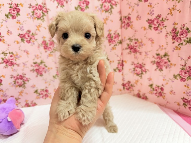最新画像📸ハーフ犬(マルチーズ×トイプードル)女の子♪サークルデビューしました〜 マルプー