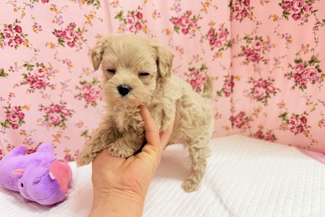 最新画像📸ハーフ犬(マルチーズ×トイプードル)女の子♪サークルデビューしました〜 マルプー