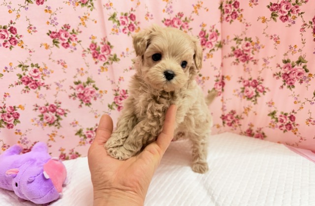 最新画像📸ハーフ犬(マルチーズ×トイプードル)女の子♪サークルデビューしました〜 マルプー