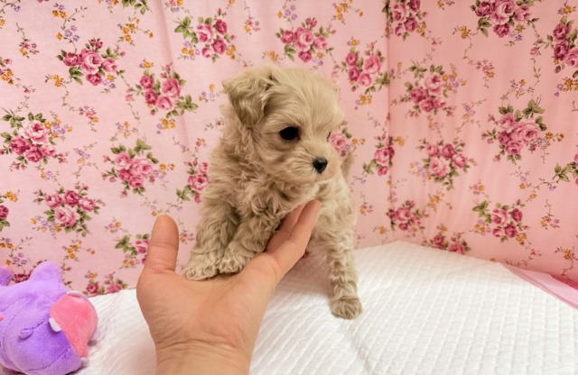最新画像📸ハーフ犬(マルチーズ×トイプードル)女の子♪サークルデビューしました〜 マルプー