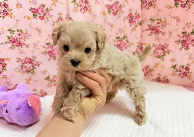 最新画像📸ハーフ犬(マルチーズ×トイプードル)女の子♪サークルデビューしました〜 マルプー