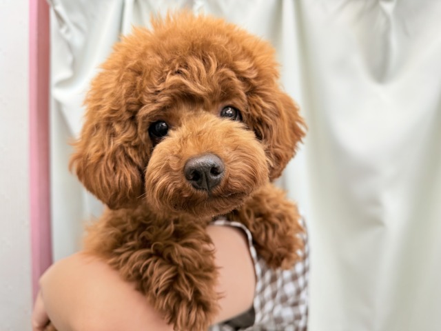動画あり🎥最新画像📸トイプードル(レッド)男の子♫抱き心地満点のぬいぐるみ?店内お散歩マスターしました! トイプードル