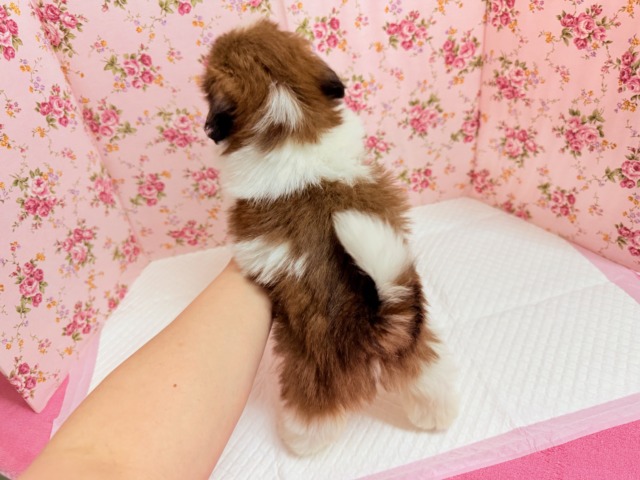 シーズー