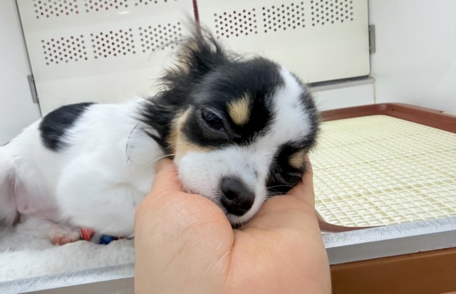 チワワ