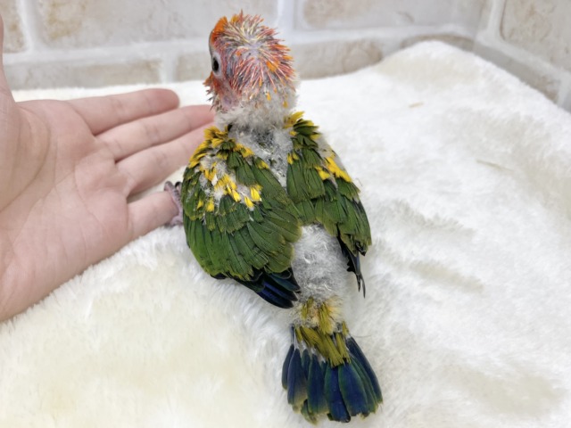 【🆙最新画像あり‼️】陽気なカラフルバード🦜🧡💛 コガネメキシコインコ コガネメキシコインコ